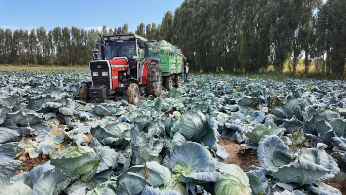 Erciş'te tescilli lahana hasadı başladı