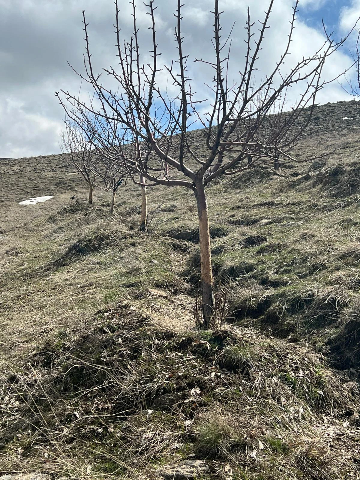 Erciş&rsquo;te Yaban Tavşanları Meyve Bah&ccedil;elerine Zarar Verdi: 300 Ağa&ccedil; Kemirildi