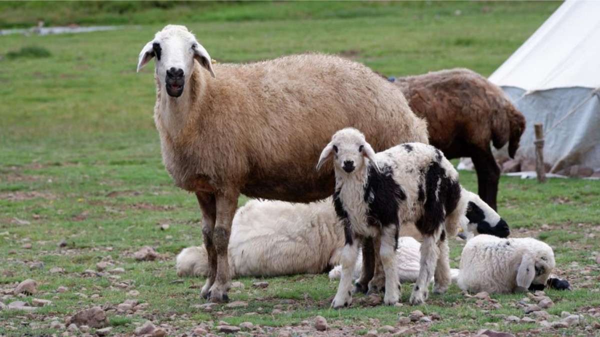 Erzurum'da 3 bin rakımda 3 yüz çadır kurulu