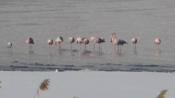 Flamingolar bu yıl da Van'dan g&ouml;&ccedil; etmedi