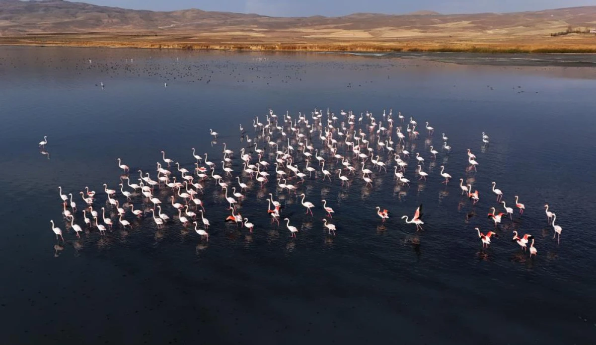 Flamingolar, Erçek Gölü’ndeki konaklama süresini uzattı