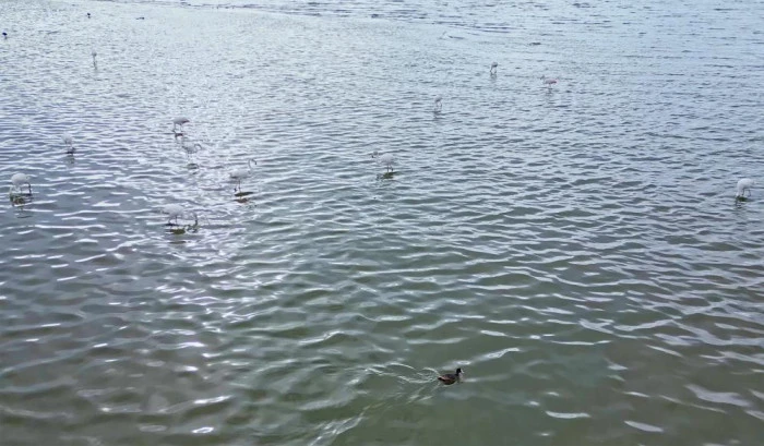 Flamingolar Van G&ouml;l&uuml; Havzası&rsquo;na geri d&ouml;nd&uuml;