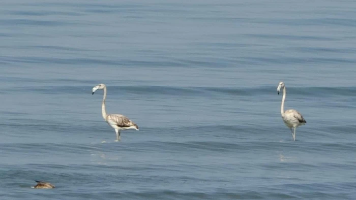 Flamingoların yeni durağı İskele sahili oldu