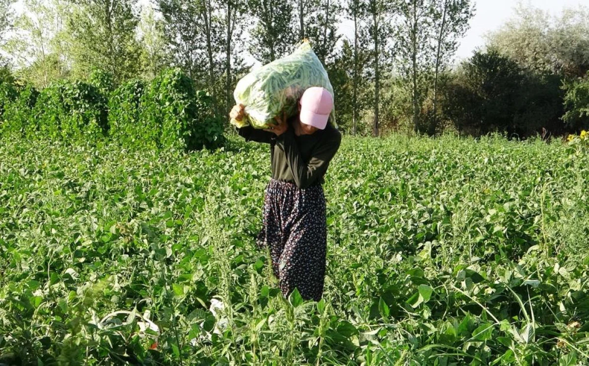 Gevaş fasulyesi girişimci kadınların eliyle değerleniyor