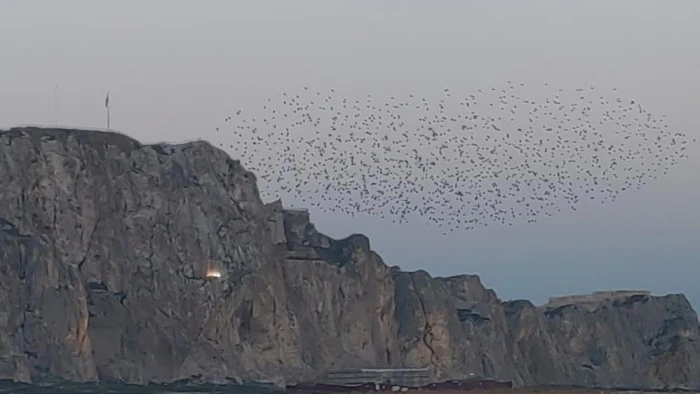 G&ouml;ky&uuml;z&uuml;nde dans: Van Kalesi'nde sığırcık ş&ouml;leni