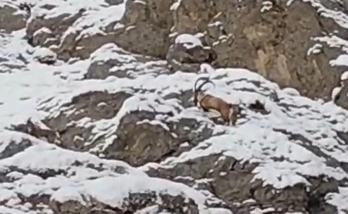Güzeldere'nin karla kaplı yamaçlarda dağ keçileri görüntülendi