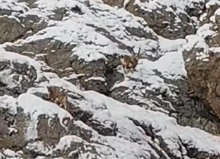 Güzeldere'nin karla kaplı yamaçlarda dağ keçileri görüntülendi