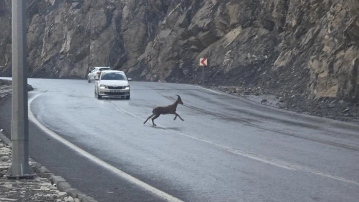 Hakkari’de dağ keçileri kara yoluna indi