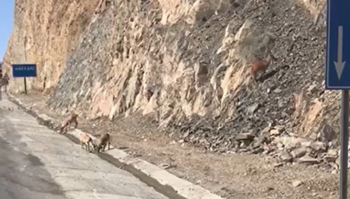 Hakkari’de su içen dağ keçileri görüntülendi