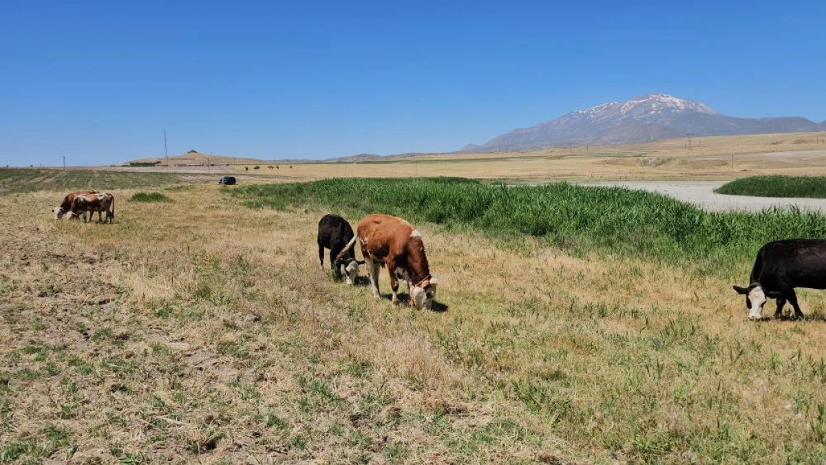 Heybeli Gölü kurudu