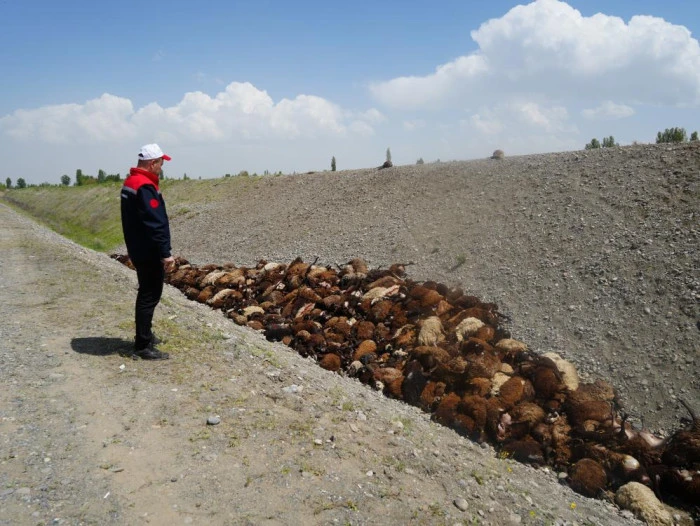 Iğdır'daki arı saldırısının ardından b&ouml;lgede hasar tespiti s&uuml;r&uuml;yor