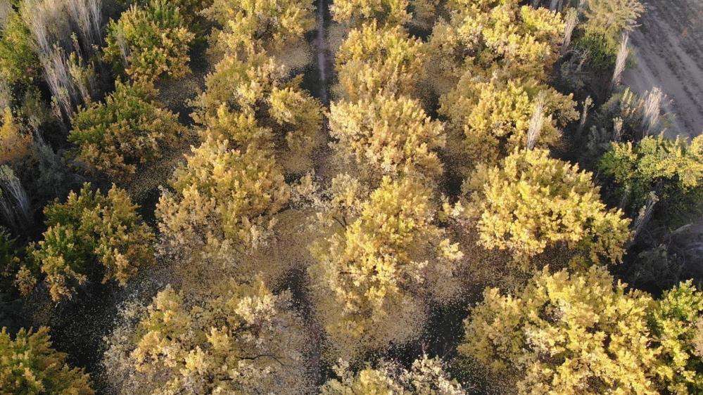 Iğdır'ın kayısı bahçelerindeki sonbahar güzelliği havadan görüntülendi