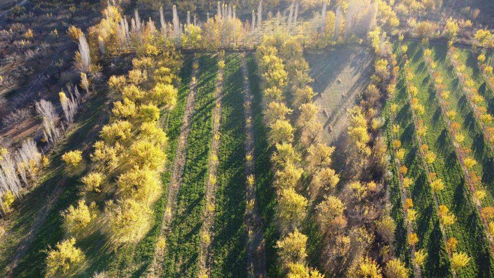 Iğdır'ın sararan kayısı bahçelerinde tablo gibi sonbahar görüntüleri