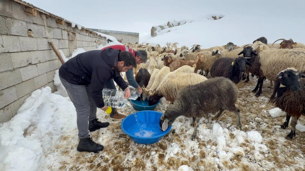 İl&ccedil;e Tarım ve Orman M&uuml;d&uuml;rl&uuml;ğ&uuml; ekipleri suların donduğu b&ouml;lgedeki hayvanlara su g&ouml;t&uuml;rd&uuml;