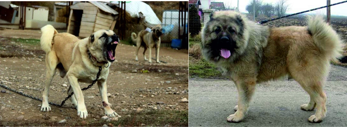 Karslılar ile Sivaslılar karşı karşıya