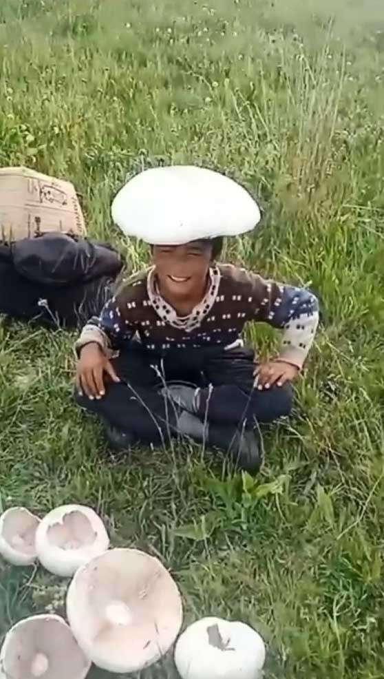 Kars'ta dev mantarlar ilgi odağı oldu