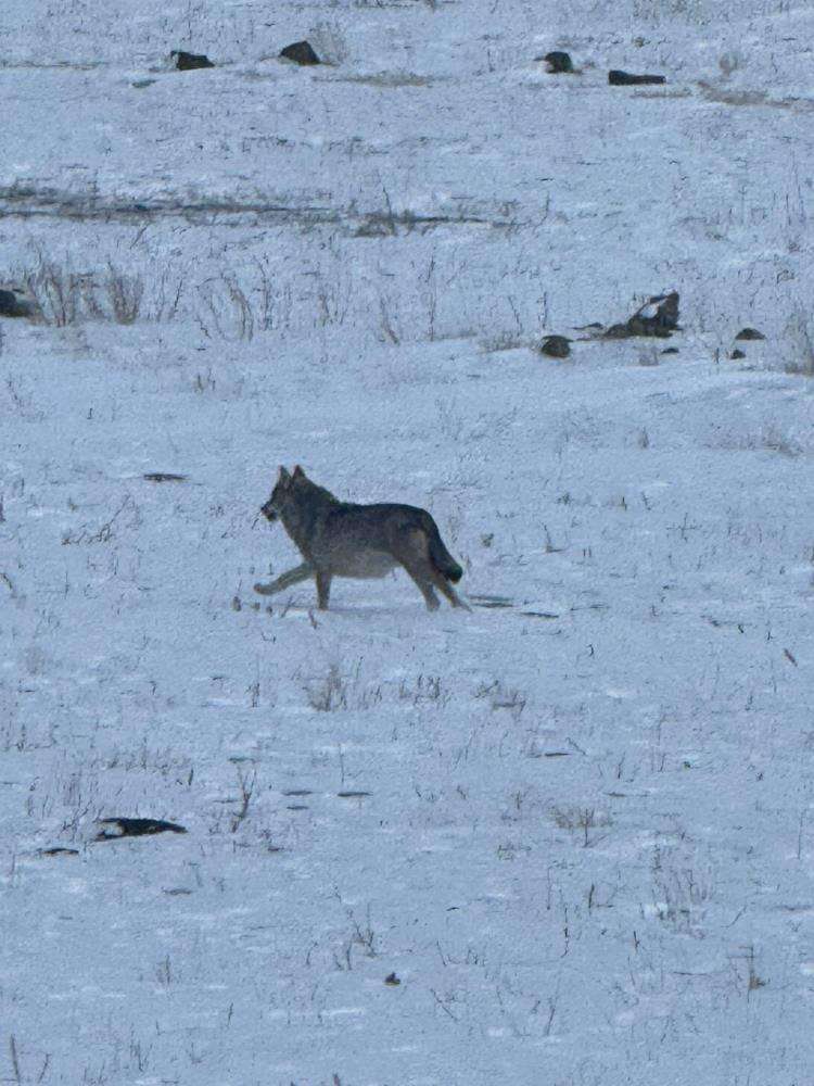Kars’ta köye inen kurt böyle görüntülendi
