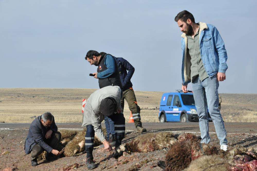 Kars’ta tur midibüsü hayvan sürüsüne çarptı