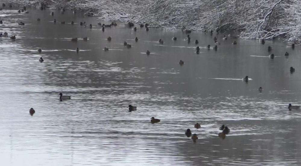 Kars'ta yüzlerce yaban ördeği bir arada görüntülendi