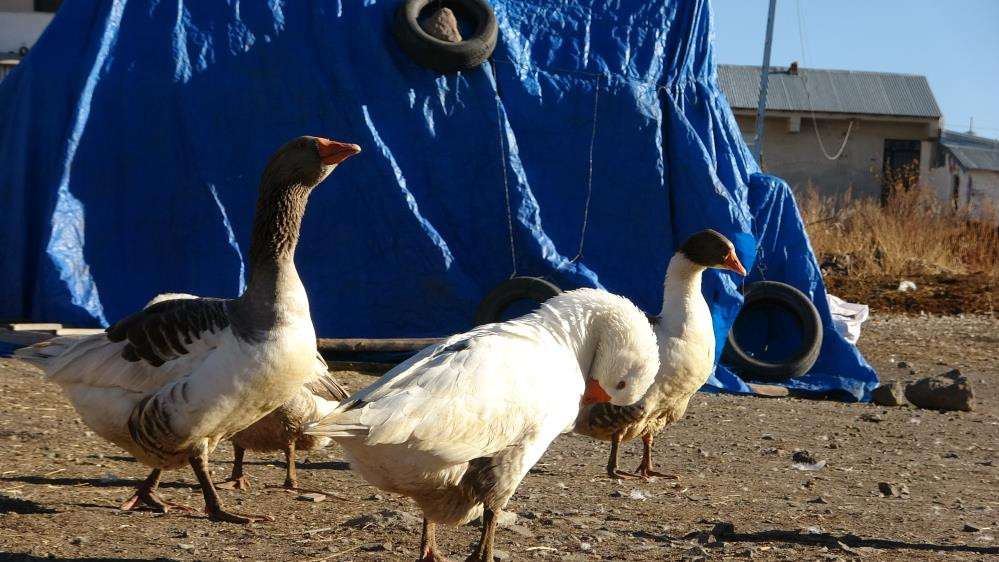 Kaz yumurtası ile kaz yağı tam bir şifa kaynağı