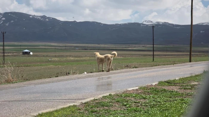 K&ouml;pek dehşetinin g&ouml;r&uuml;nt&uuml;leri ortaya &ccedil;ıktı