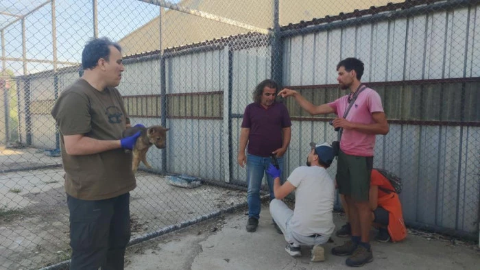 Kurtlar ve köpeklerin akrabalığı araştırılıyor