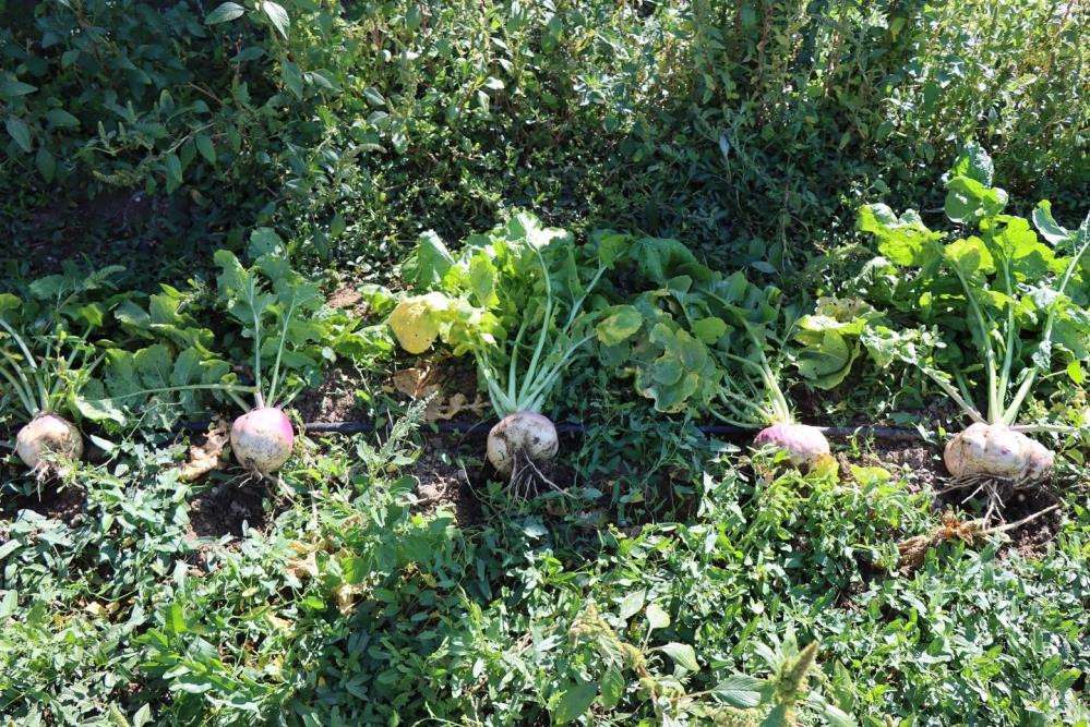Lokman Hekim, o bitki o kadar faydalı ki tarlasının &ouml;n&uuml;nden ge&ccedil;mek bile yeterli diyor!