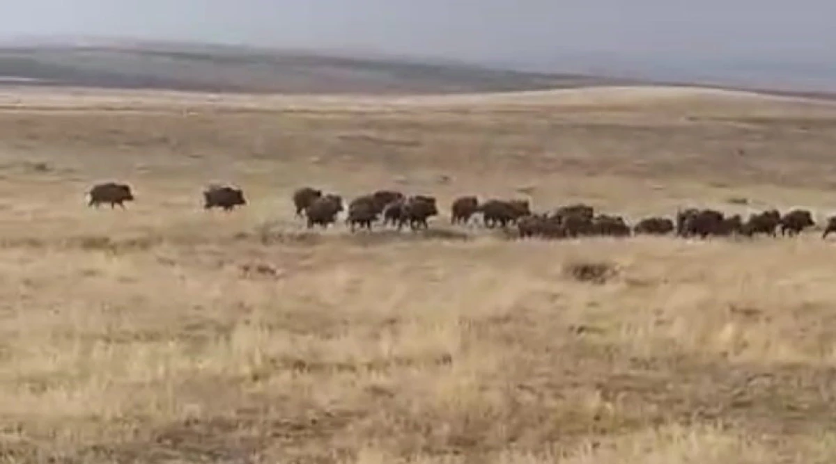 Malazgirt'te domuz sürüsü görüntülendi