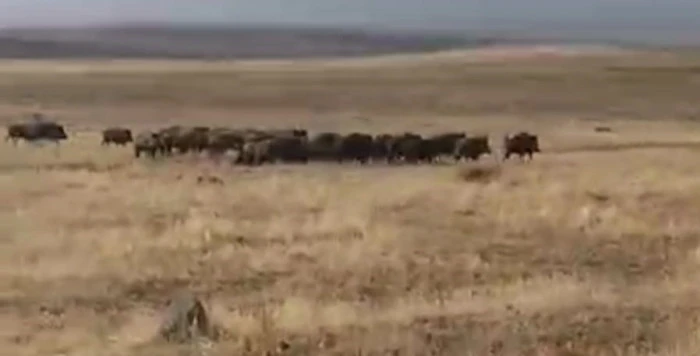 Malazgirt'te domuz sürüsü görüntülendi