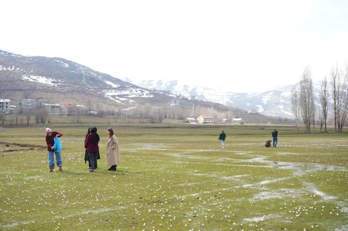 Muş Ovası&rsquo;nda baharın habercisi &ccedil;iğdemler a&ccedil;tı