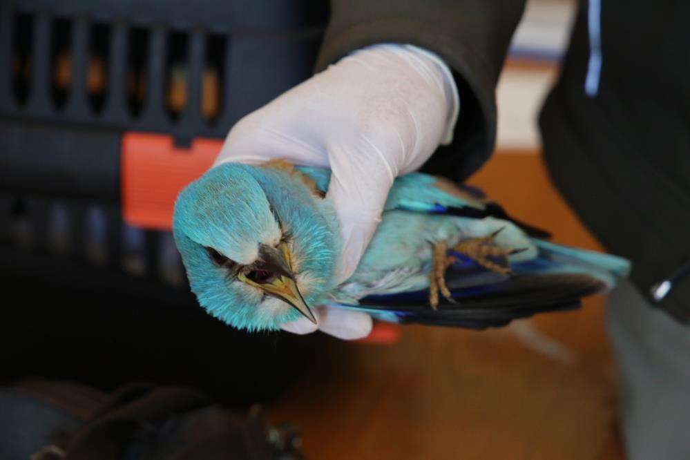 Muş'ta bitkin halde bulunan Hint gökkuzgunu kurtarıldı