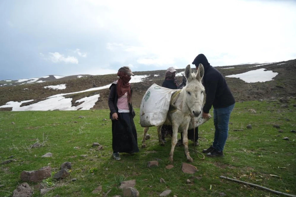 Muş'ta &ccedil;iriş otu k&ouml;yl&uuml;lerin ge&ccedil;im kaynağı oldu