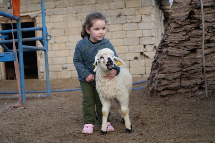 Muş&rsquo;ta hayvan sayısı 1,4 milyonu aştı: 650 bin kuzu ve oğlak doğumu bekleniyor