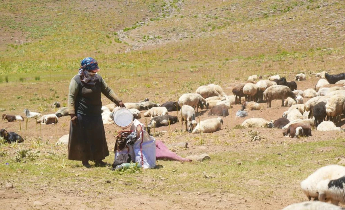 Muş'ta koyunları sağmak için at sırtında 8 kilometre yol kat ediyorlar