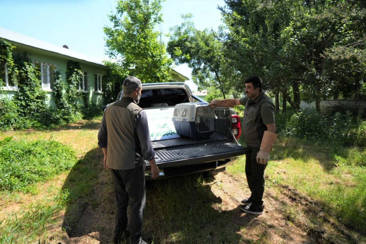Muş'ta yaylada bulunan 4 kurt yavrusu koruma altına alındı