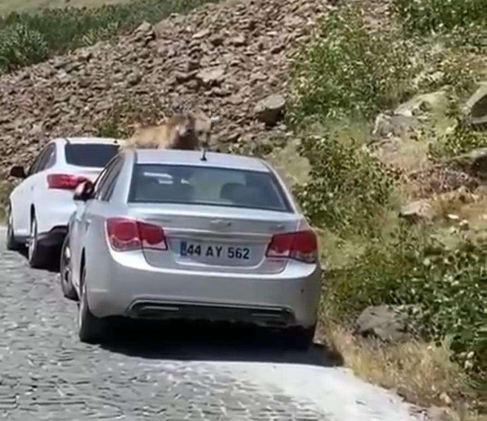 Nemrut'ta ayılar bu kez yol kesip arabaların üstüne çıktı