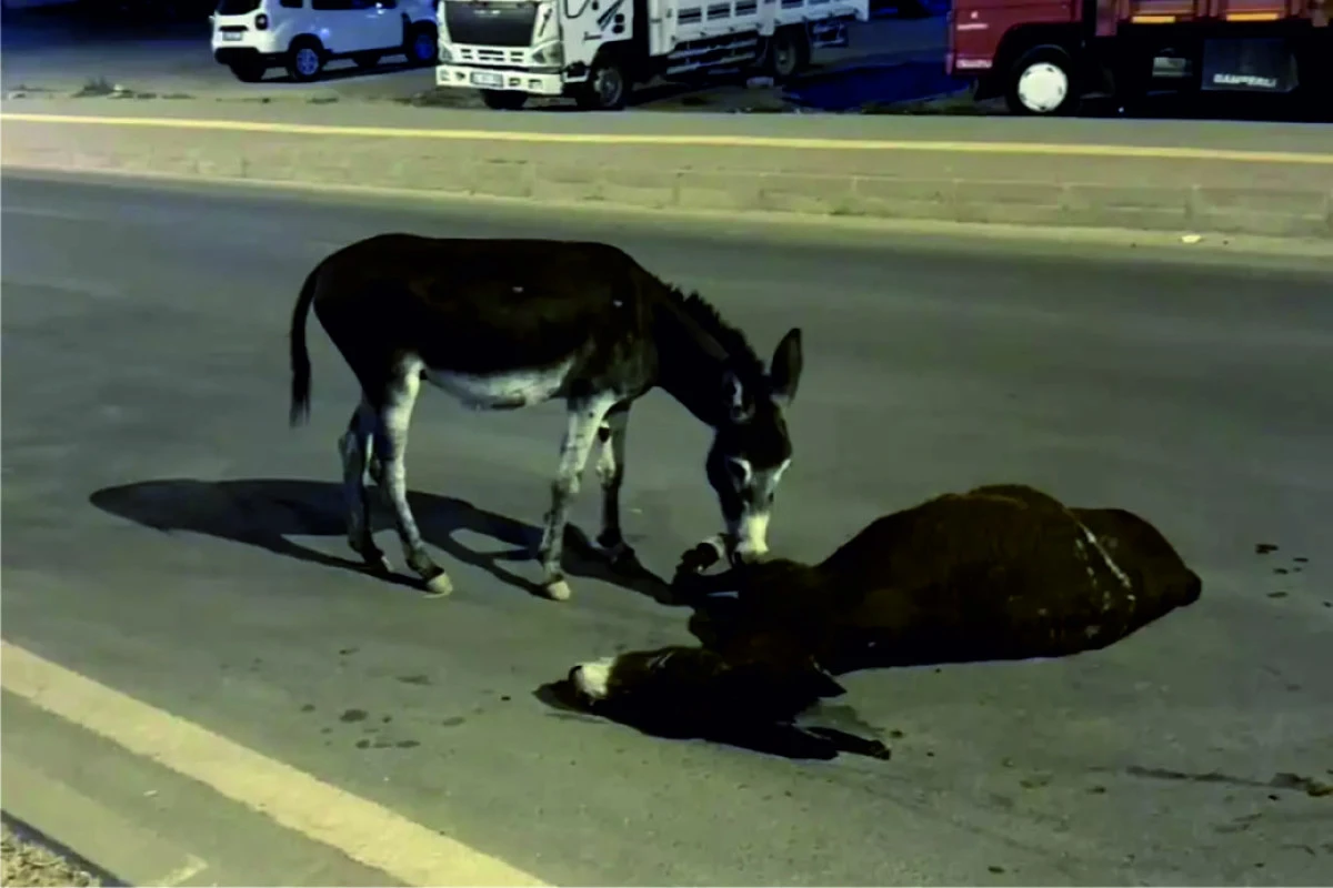 Ölen annesinin başından bir an olsun ayrılmadı
