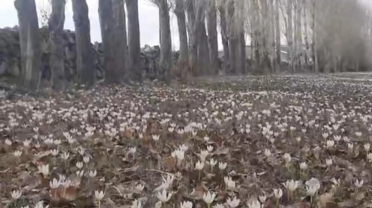 &Ouml;zalp&rsquo;te baharın m&uuml;jdecisi &ccedil;iğdemler a&ccedil;tı