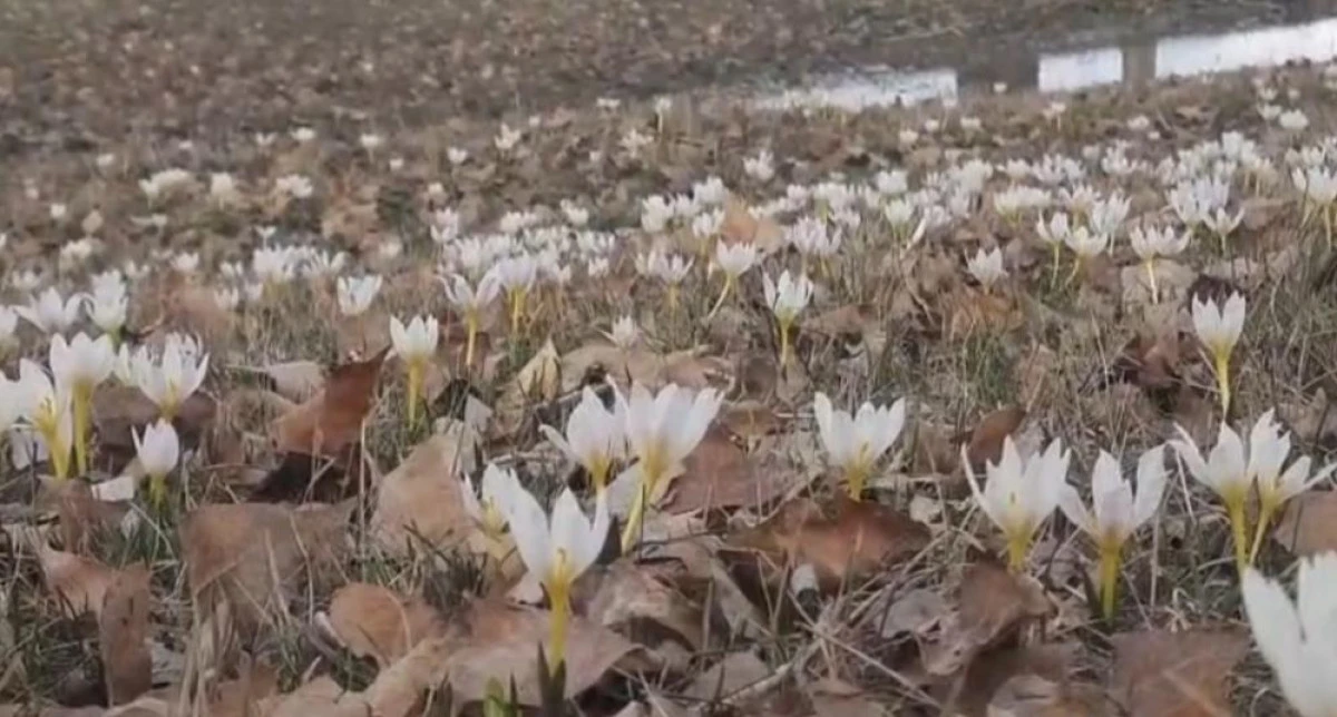 &Ouml;zalp&rsquo;te baharın m&uuml;jdecisi &ccedil;iğdemler a&ccedil;tı