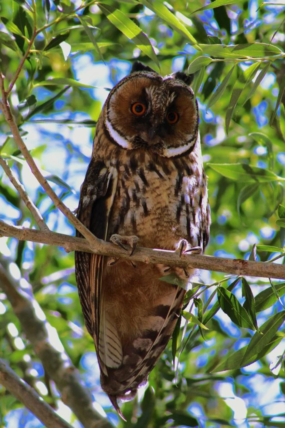 Özalp’te kulaklı orman baykuşu görüntülendi