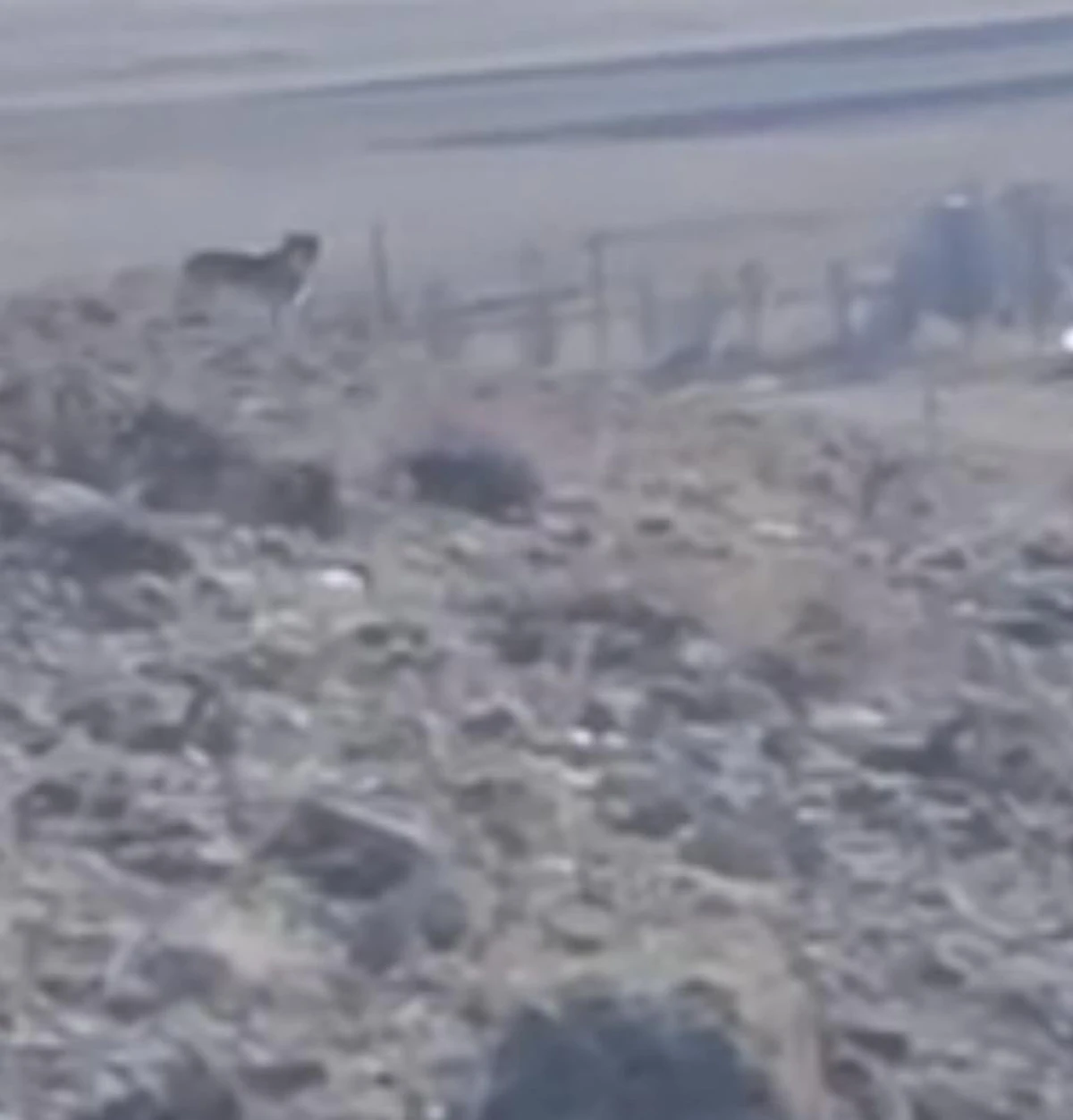 &Ouml;zalp'te s&uuml;r&uuml;ye saldırmak i&ccedil;in fırsat kollayan kurtlar g&ouml;r&uuml;nt&uuml;lendi