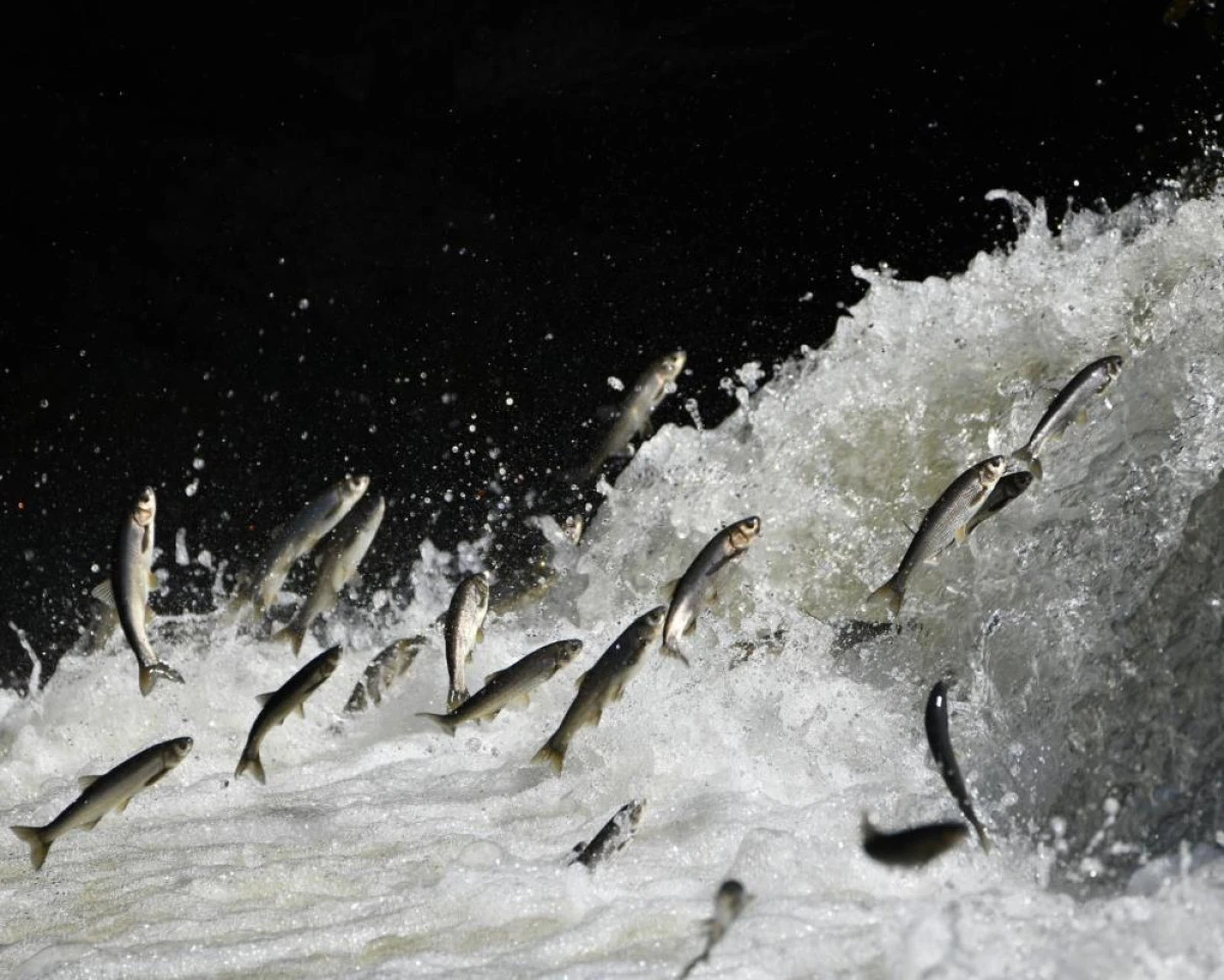 Prof. Dr. Alaeddinoğlu: "İnci kefalinin nesli ciddi tehdit altında"