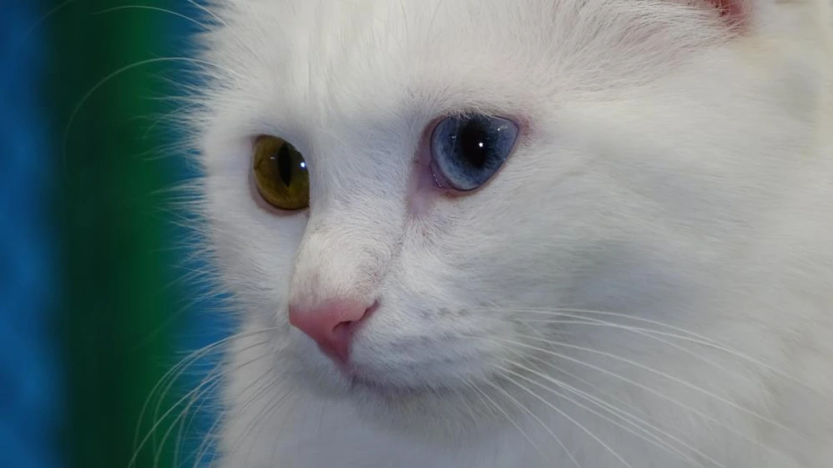 Prof. Dr. Kaya: "Kediler hayatımızın ayrılmaz bir par&ccedil;asıdır"