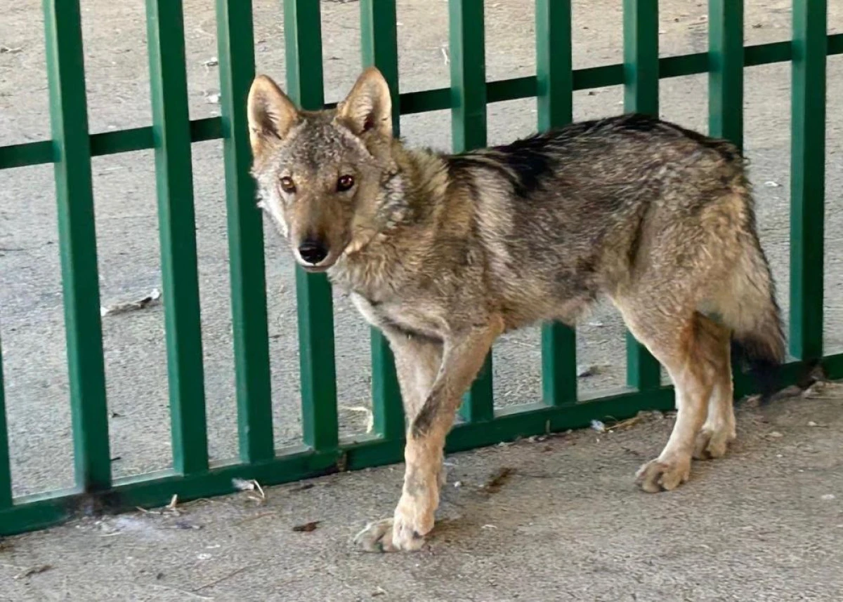 Prof. Dr. Lokman Aslan'dan kritik uyarı: "Yaban hayatına m&uuml;dahale merhamet değil tehlikedir"