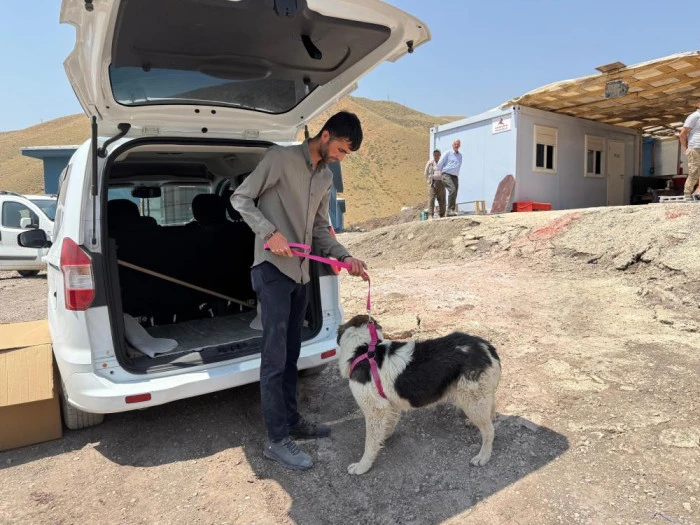 Sahibinin mezarından ayrılmayan köpek, sanatçı Ceylan Ertem'e emanet