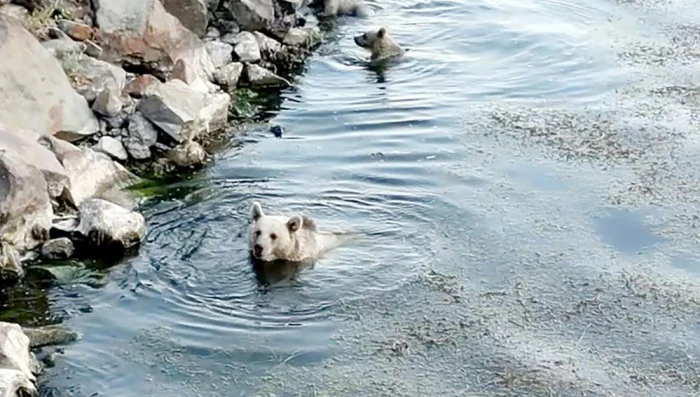 Sıcaktan bunalan ayılar kendilerini Nemrut'un serin sularına attı