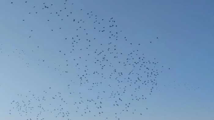 Sığırcık kuşlarının gökyüzündeki dansı mest etti