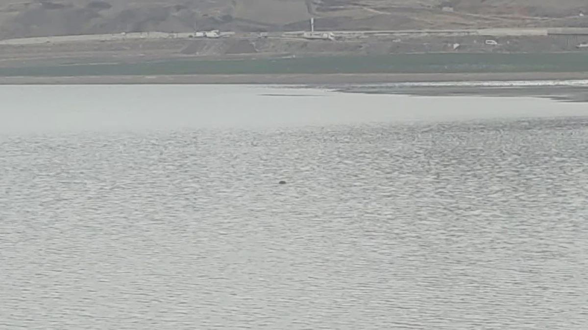 Sıhke G&ouml;leti'ne giren inek telef oldu