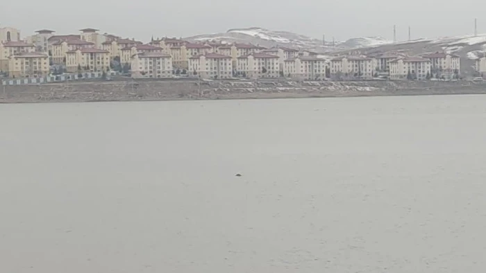 Sıhke G&ouml;leti'ne giren inek telef oldu