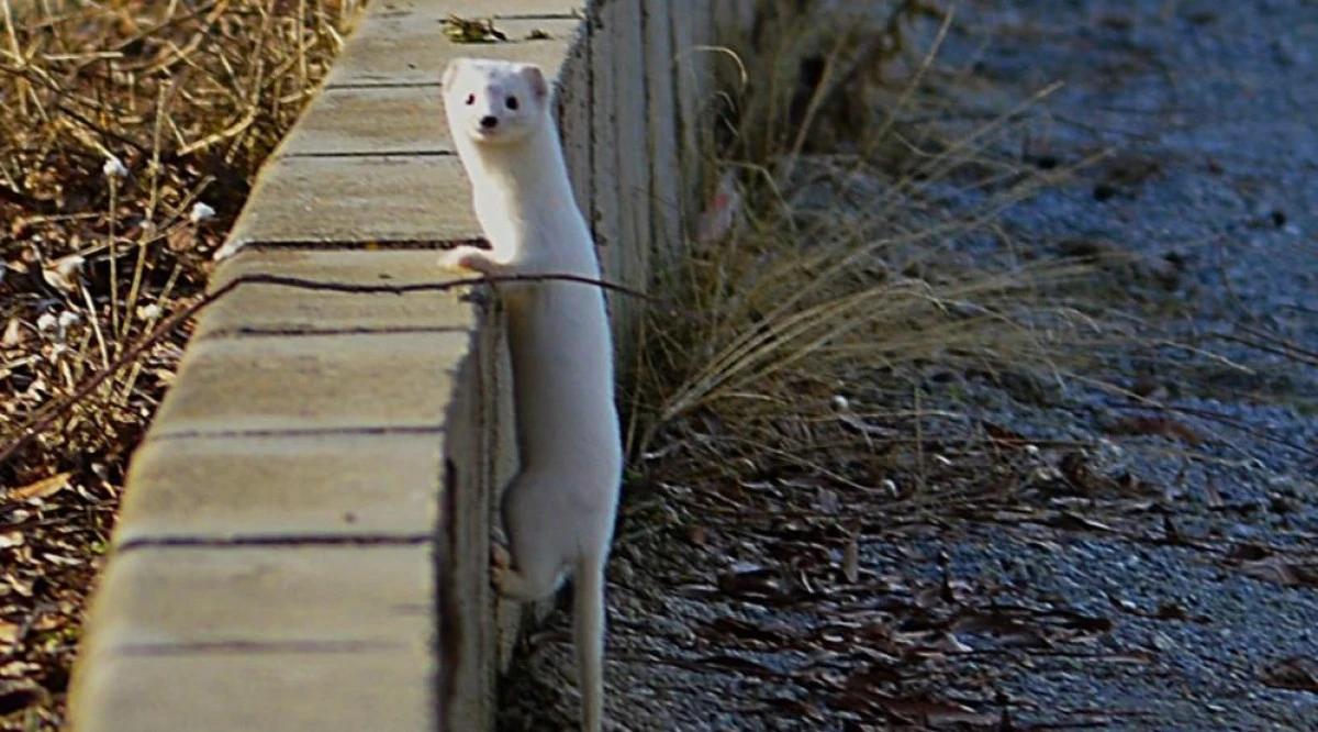 Tatvan sahilinde "Beyaz Gelincik" g&ouml;r&uuml;nt&uuml;lendi